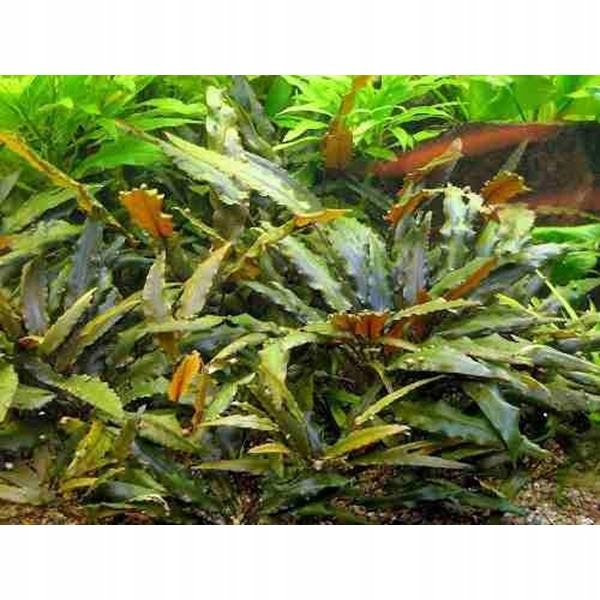 Cryptocoryna Wendtii Brown KOSZYK rośliny akwarium